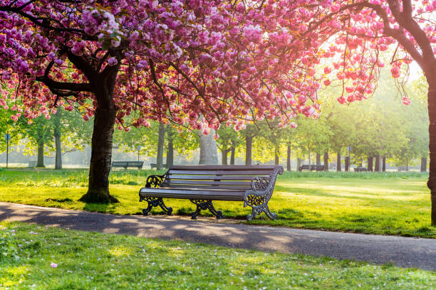 istock Benches on a path with green grass and cherry blossom or sakura flower. 1217515867