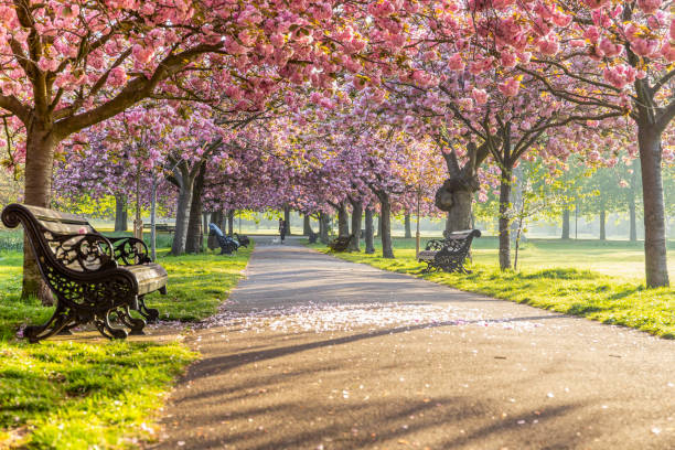 istock Benches on a path with green grass and cherry blossom or sakura flower. 1217515911
