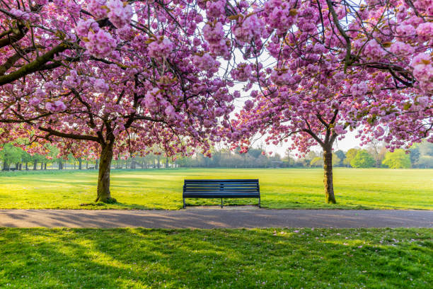 istock Benches on a path with green grass and cherry blossom or sakura flower. 1217515925
