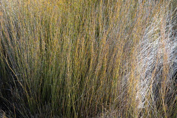istock Wetland vegetation 1217515927