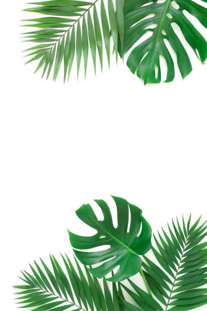 istock tropical green palm, monstera leaves , branches frame isolated on a white background. top view.copy space.abstract. 1217515947