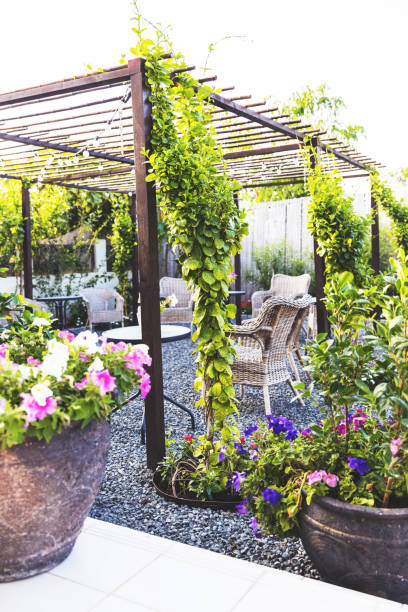 istock Fast Growing Garden Ivy in the backyard 1217516109