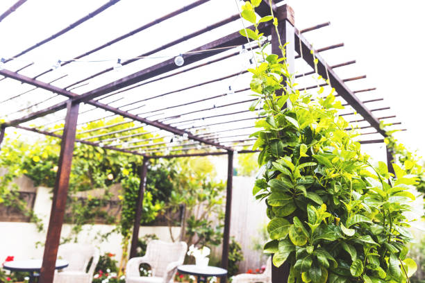 istock Fast Growing Garden Ivy in the backyard 1217516684