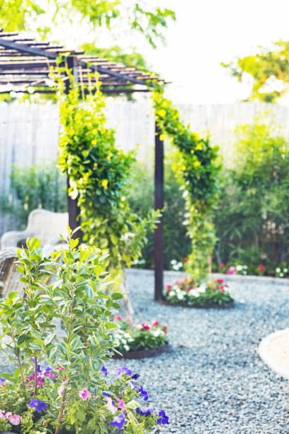 istock Fast Growing Garden Ivy in the backyard 1217516747