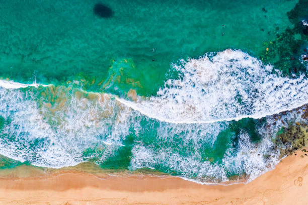 istock Whale and Palm beach, Sydney Australia 1217516970