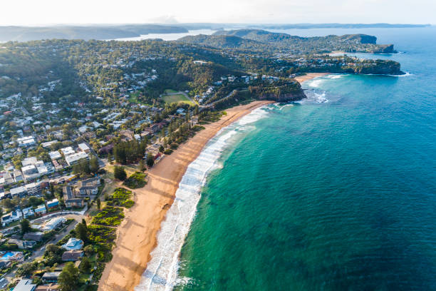 istock Whale and Palm beach, Sydney Australia 1217516974