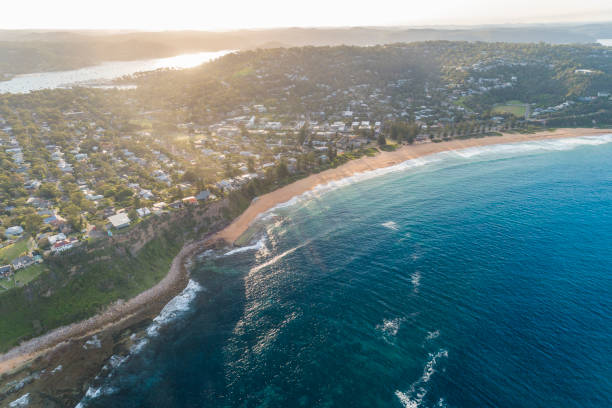 istock Whale and Palm beach, Sydney Australia 1217516979