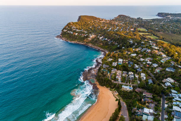 istock Whale and Palm beach, Sydney Australia 1217516982