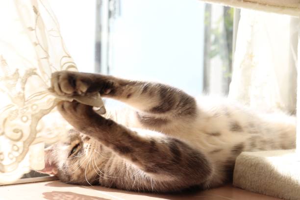 istock Cat playing with white lace curtain. 1217516986