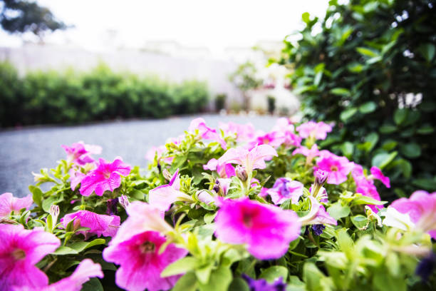 Garden, Summer, Spring - Image of a Lush Green Garden