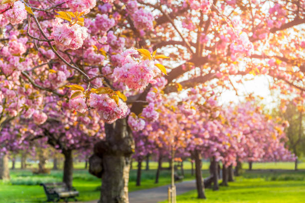 istock Cherry blossoms full bloom with morning sunlight in summer. 1217517680