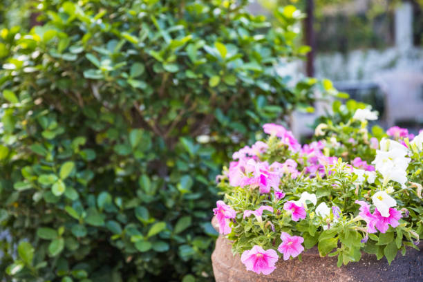 istock Multi Colored Potted Flowering Plants in a Garden 1217517759