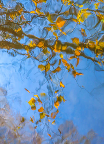 istock See autumn in Water 1217517785