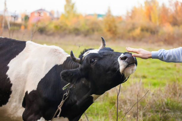istock the cow is grazed on a meadow, selective focus 1217520448