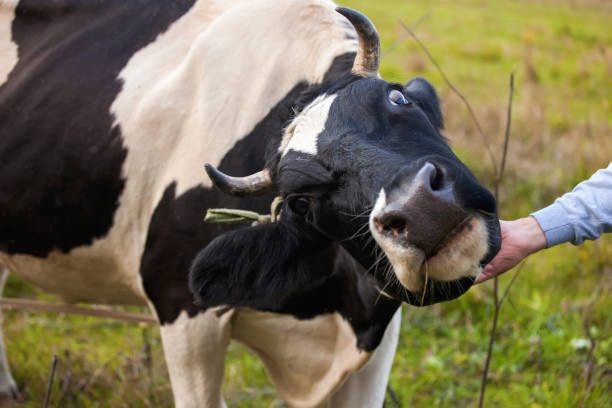 istock the cow is grazed on a meadow, selective focus 1217520449