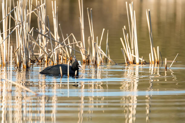 istock Bird Eurasian coot Fulica atra 1217521712