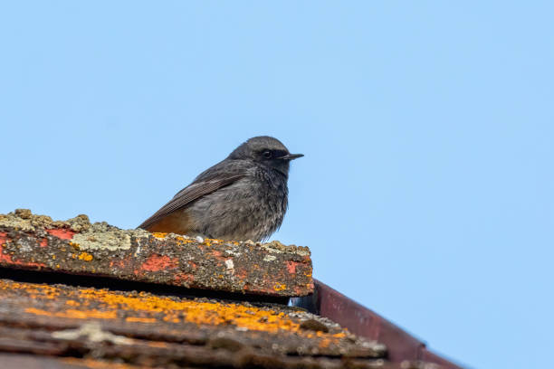 pájaro negro redstart, europa vida silvestre - phoenicurus fotografías e imágenes de stock