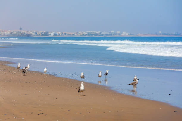 istock Kelp Gull on coastline of atlantic ocean, Namibia 1217521725