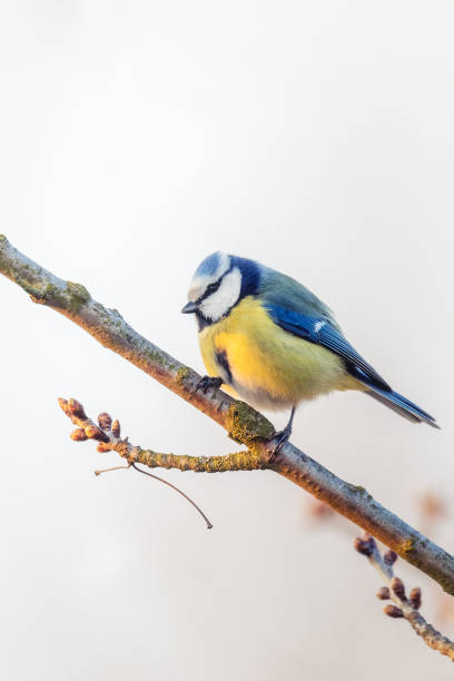 istock Eurasian blue tit in the nature 1217521735