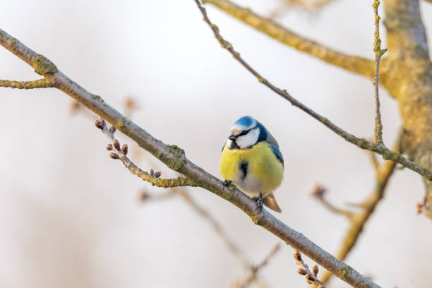 istock Eurasian blue tit in the nature 1217521738