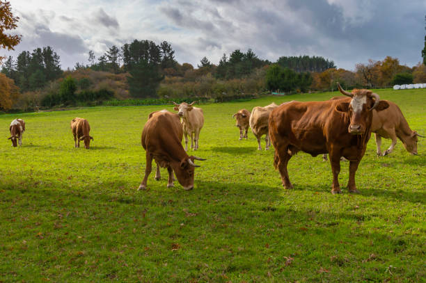 Cows in a meadow. Cows in a meadow of Galicia (Spain). galicia stock pictures, royalty-free photos & images