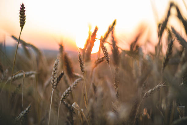 istock Wheat field against golden sunset 1217522774