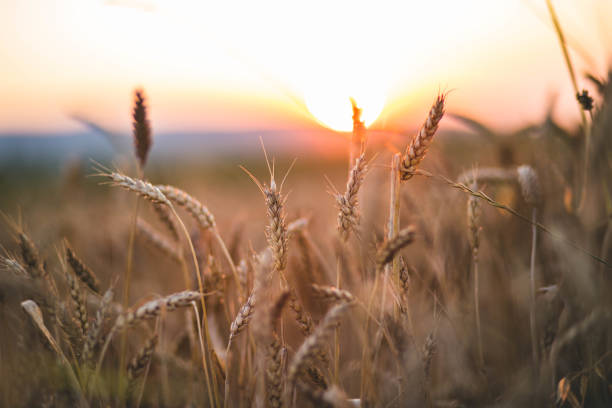 istock Wheat field against golden sunset 1217522789