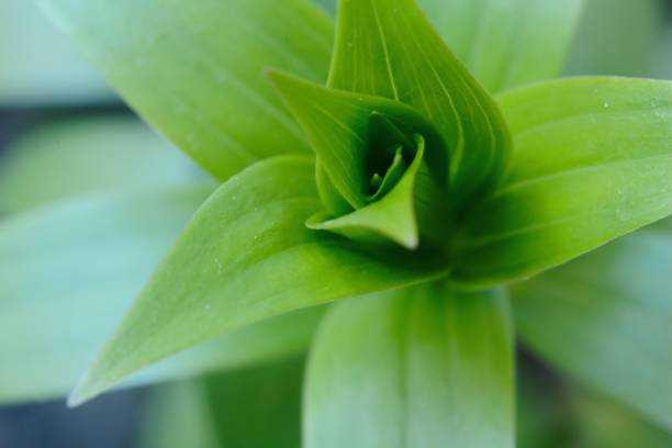 istock Closeup top view of a growing lily 1217525073