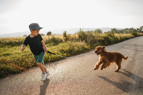 correndo juntos - dog leash pets playing - fotografias e filmes do acervo