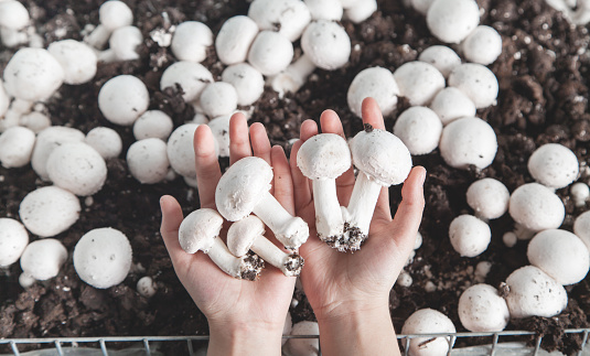 Hands holding mushroom champignon in farm.