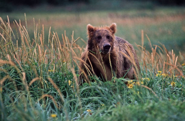 bear eating sedge grass in summer - katmai peninsula imagens e fotografias de stock