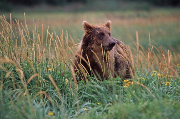 bear eating sedge grass in summer - katmai peninsula imagens e fotografias de stock