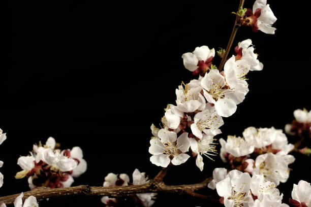 istock Branch with apricot flowers on a dark background close up, copy space for text 1217528778