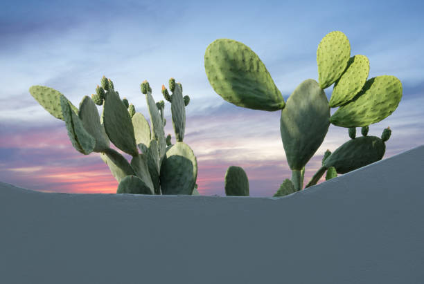istock Greece Cactus in the sky at sunset 1217528795