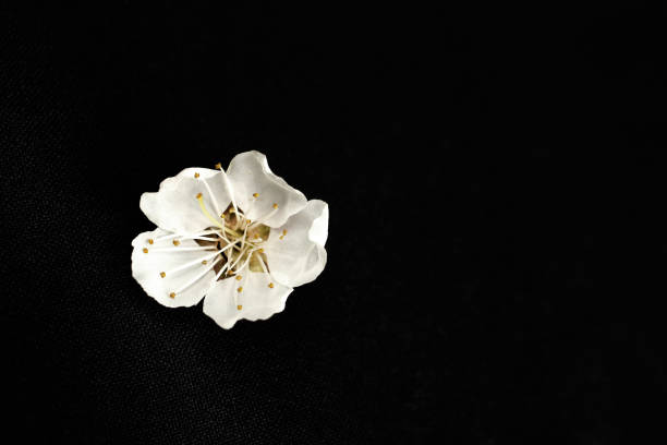 istock Apricot flower on a black background close-up, space for text 1217528825