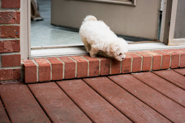 Tiny Matlipoo puppy learns to jump over the brick ledge from  the back door to the patio deck