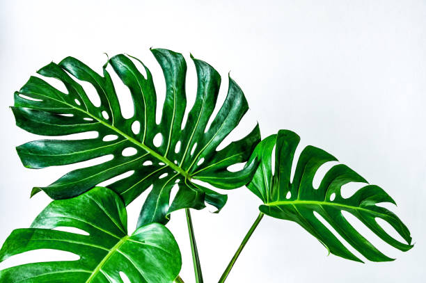 istock green leaves isolated on white background 1217529061