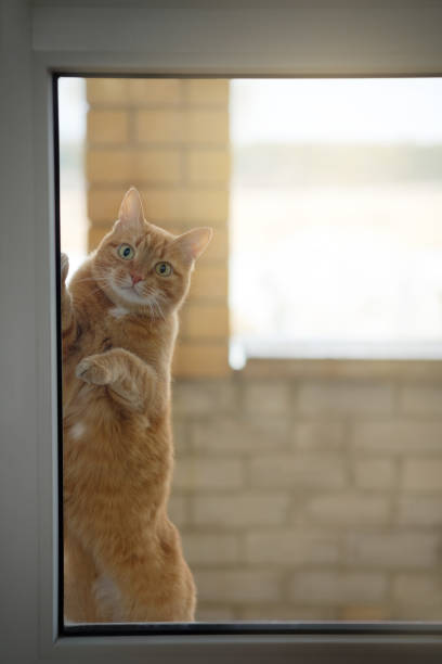 istock The cat asks to enter the house 1217530083