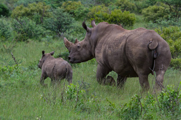 istock White Rhino and Calf 1217530345