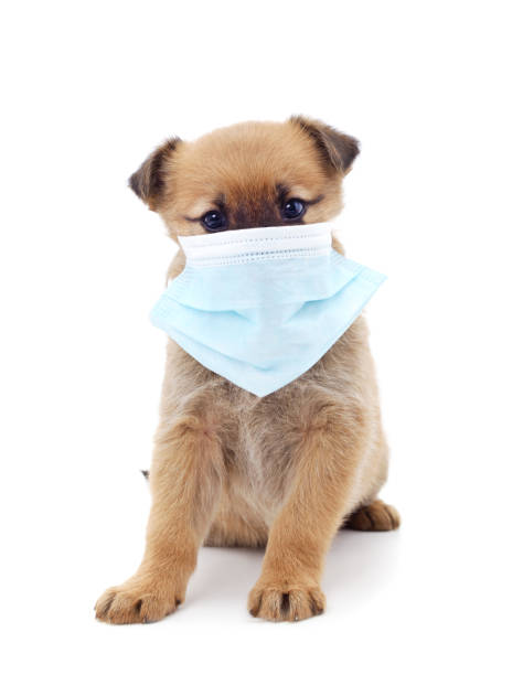 istock Dog in medical mask. 1217530397