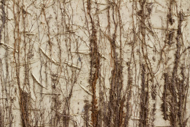 istock Close up texture view of a white stucco wall covered with dried foliage 1217531281