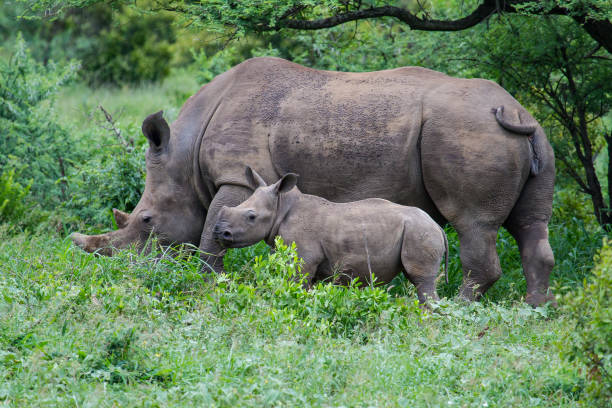 istock White Rhino and Calf 1217532399