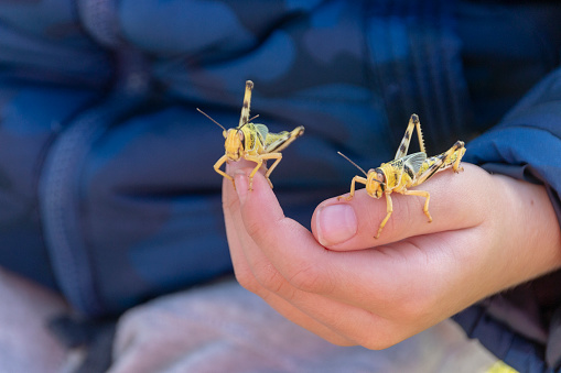 a close up view of a little boy holding two bright yellow locusts in a public park