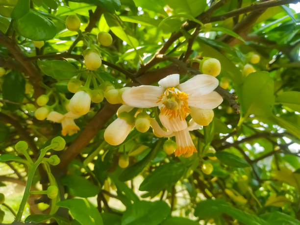 istock Lime flower white blooming on lemon tree natural green leaf.Background 1217533611