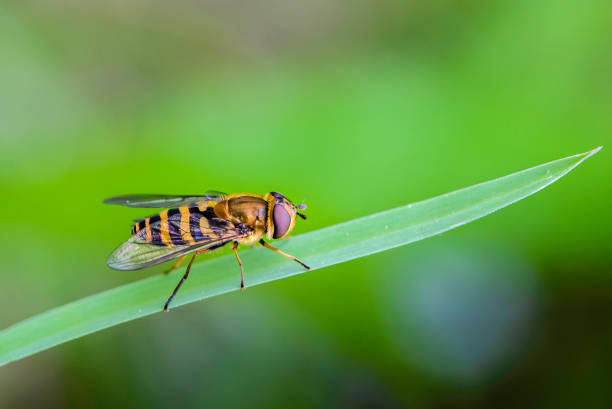 istock Beautiful fly syrphus torvus sits on green leaf 1217533622