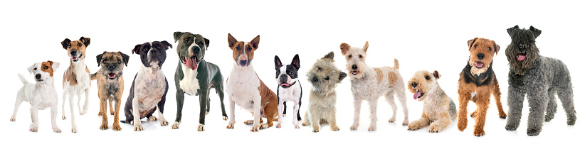 group of terrier in front of white background