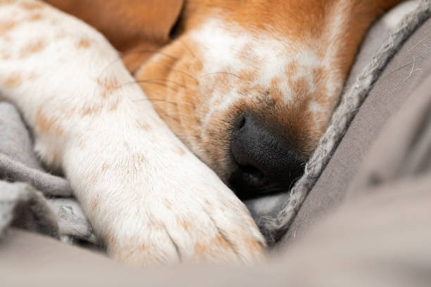 istock Sleepy beagle dog having a nap indoors 1217534572