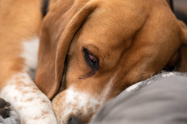 istock Sleepy beagle dog having a nap indoors 1217534690