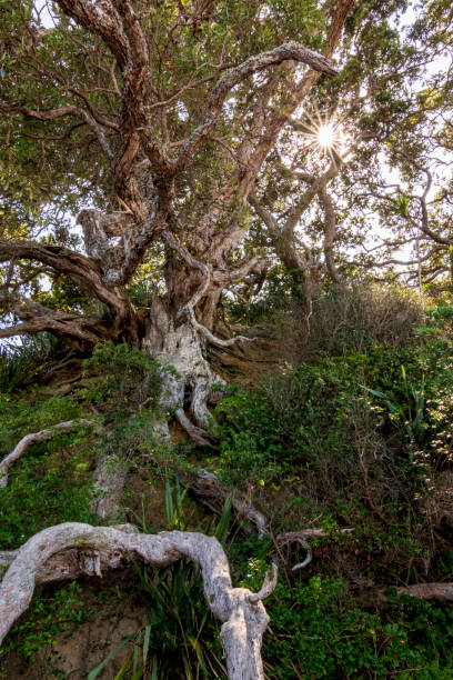 istock Forest at Tiritiri Island. 1217534701