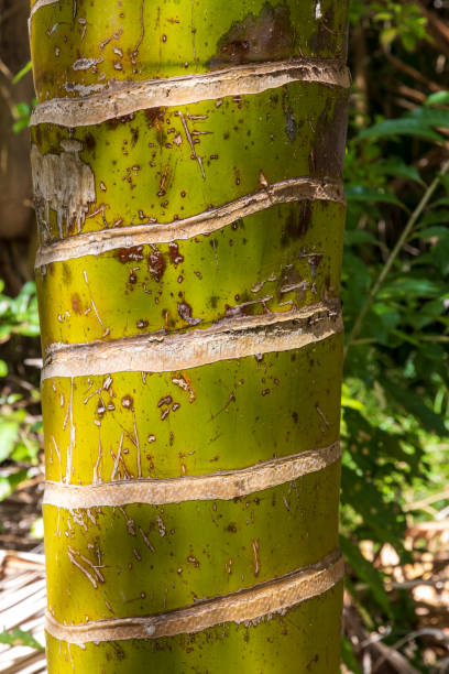 istock Palm tree trunk at Tiritiri Island. 1217534720